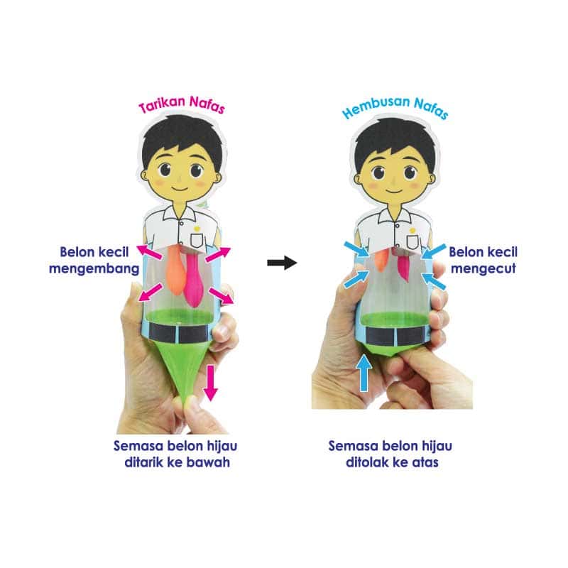 Model Pernafasan Manusia DIY - DIY 人体呼吸模型 - Image 2
