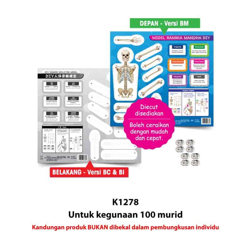 Model Rangka Manusia DIY - DIY 人体骨骼模型 - Image 5