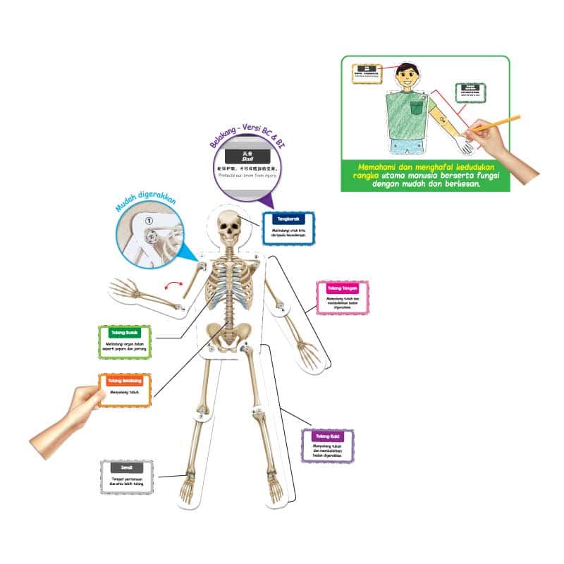 Model Rangka Manusia DIY - DIY 人体骨骼模型 - Image 2