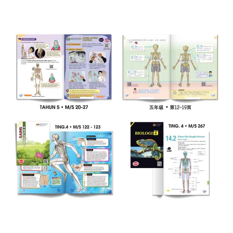 Model Rangka Manusia DIY - DIY 人体骨骼模型 - Image 3