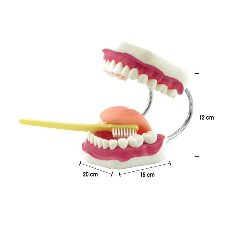 Model Gigi & Penjagaan Kebersihan Mulut - 牙齿及口腔护理模型 - Giant Teeth Dental Care Model